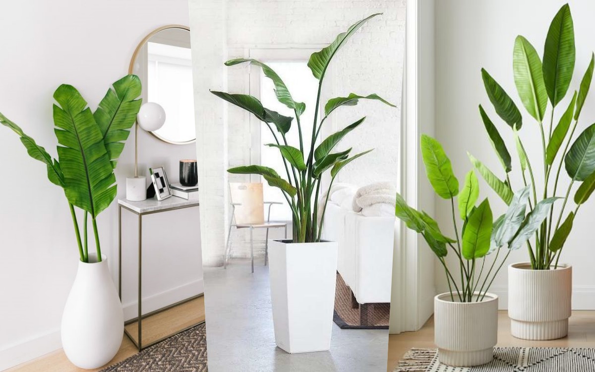 富腦袋養成 5種好風水 室內植物盆栽 推薦 簡直天然空氣清淨機 放家裡質感爆棚 Lookin 美人時髦話題網