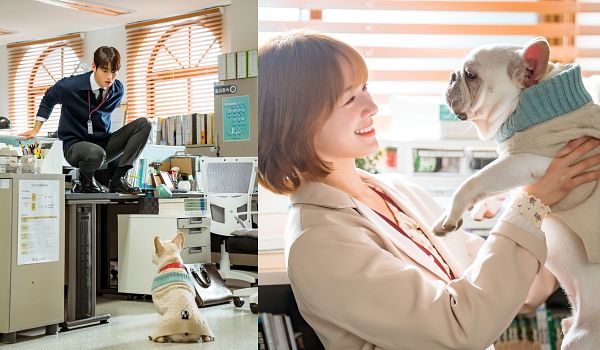 2023下半年韓劇推薦犬系戀人